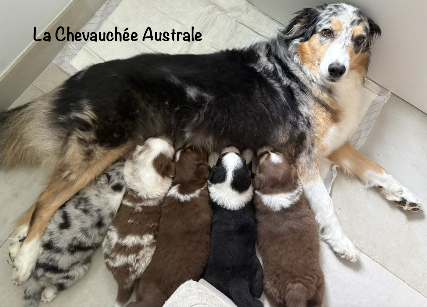 Chiot Berger Australien De La Chevauchée Australe