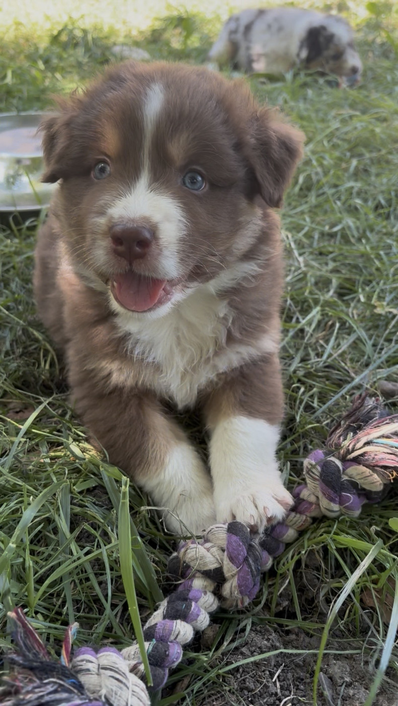 De La Chevauchée Australe - Chiots disponibles - Berger Australien