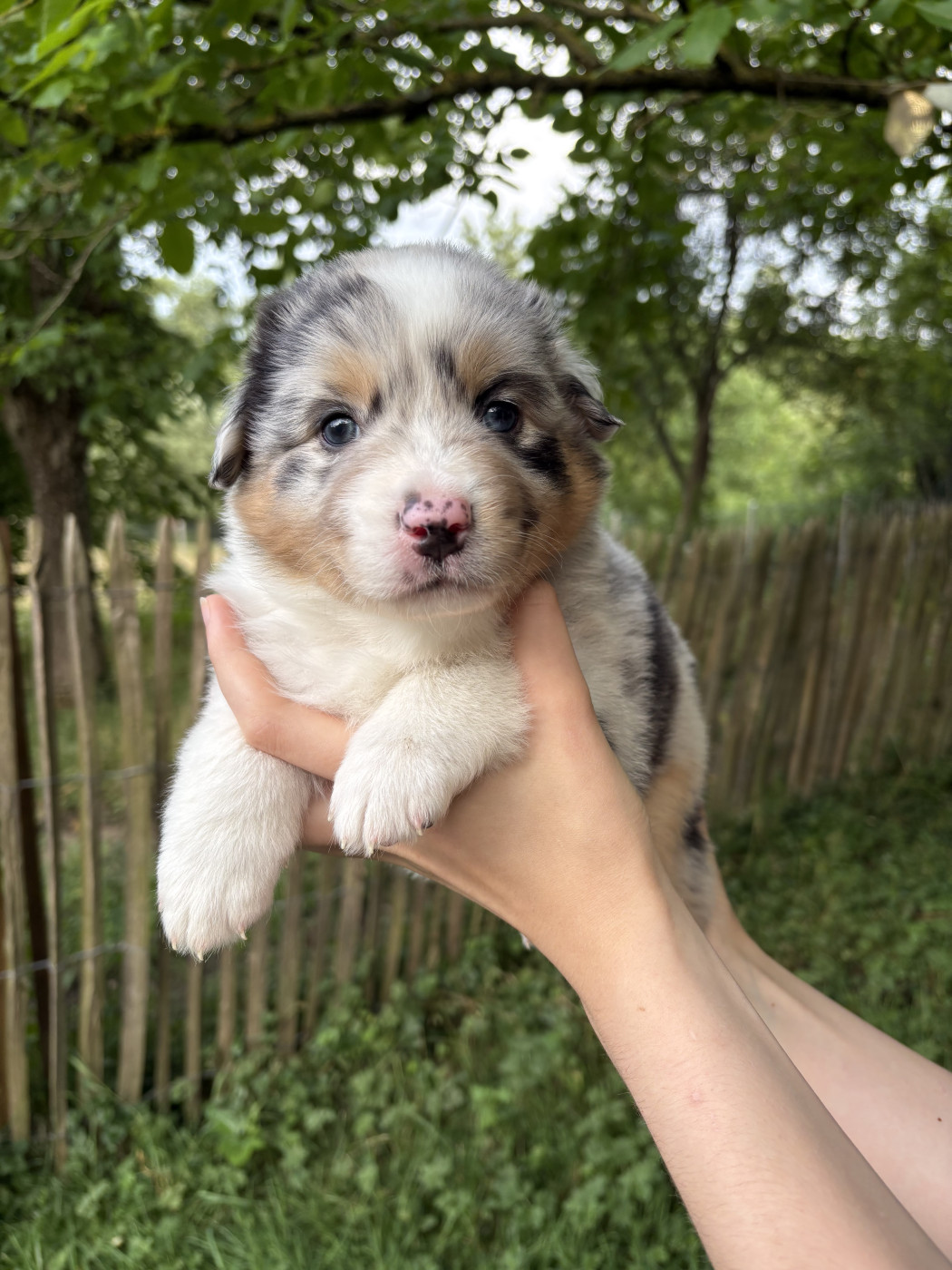 De La Chevauchée Australe - Chiots disponibles - Berger Australien
