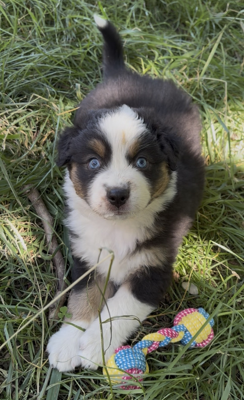 De La Chevauchée Australe - Chiots disponibles - Berger Australien