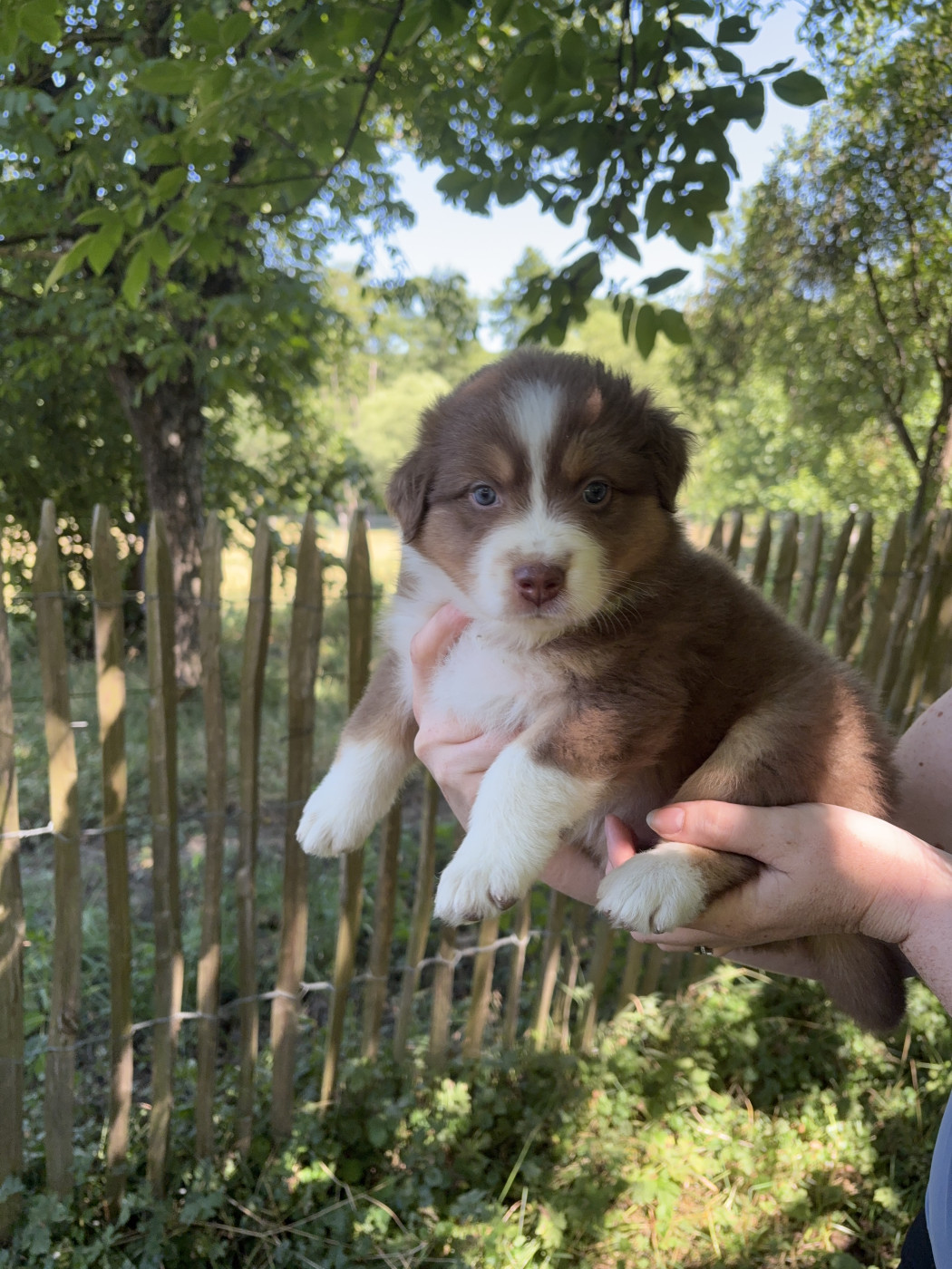 De La Chevauchée Australe - Chiots disponibles - Berger Australien