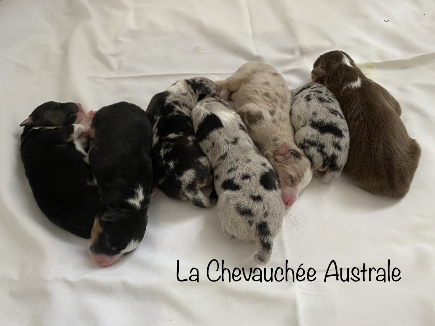 De La Chevauchée Australe - Berger Australien - Portée née le 26/05/2021