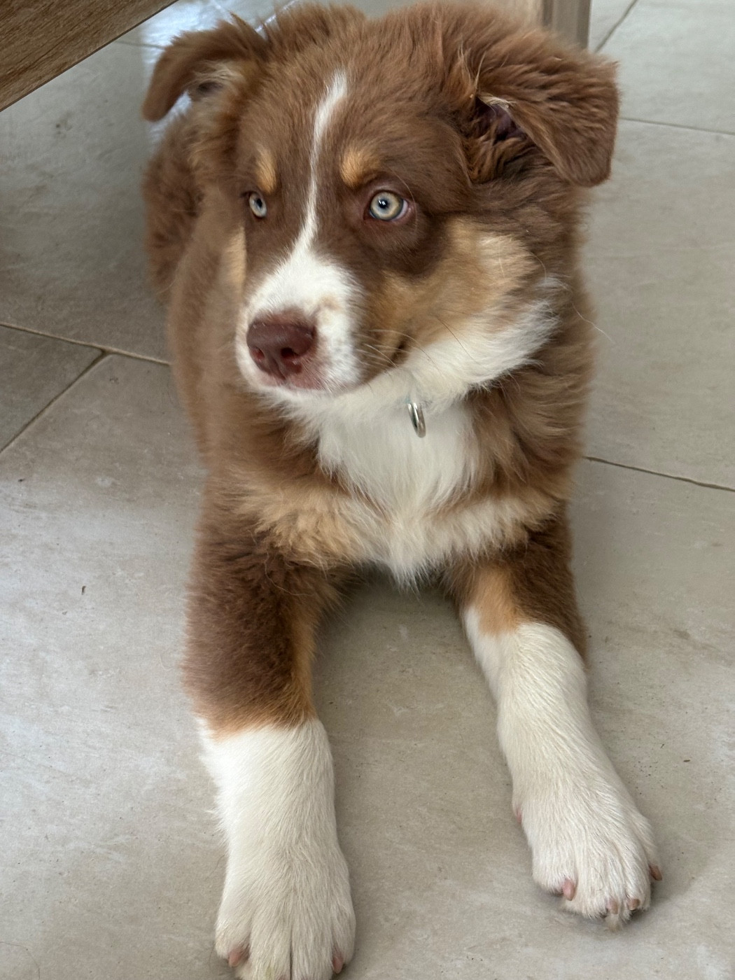 Chiot Berger Australien De La Chevauchée Australe